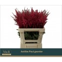 ASTIL AR PAUL GAARDE - M&R Indoor Flowers BV