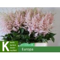 ASTIL Europa 60cm - R.G. Kleef