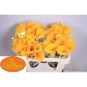 CALLA Florex Gold 50 - Clefleur