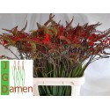 crocLucifer998.85cm2025 - J.G. Damen & Zn.