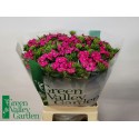 Dianthus barbatus 'Amazon Neon Cherry' -...