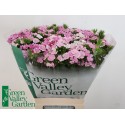 Dianthus barbatus 'Amazon Rose Magic' -...