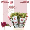 freesia Expression blanc - UNICGOLD Tesselaar