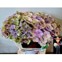 hortensia M BEAU PAPIL CL - Hydraflower