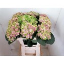 hortensia M MAG AMETHYST - Spronk