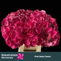 hortensia M MAG PI RUB CL - Zeestraten...