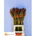 Kniphovia 2e jaars L75 - Mts. Biemans-Hopmans