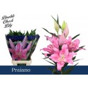 lilium PRAIANO - Double Check Lily