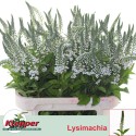 Lysimachia Moonlight 80 - Fa. Klepper