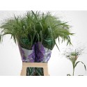 Panicum Fontaine - Nature Flowers VOF