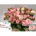 R branchue Lollipop 40cm - Terberger Bernd
