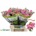 Oxypetalum Pink - eGreen BV