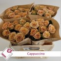 R GR CAPPUCCINO - Wans Roses