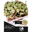 R branchue Creta 50cm - Diepers Rosen