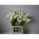 calla Crystal Blush blanc -...