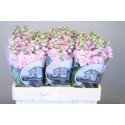 Matthiola incana 'Mathilda Pink' -...