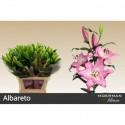 lilium ALBARETO - Decorum Moerman Lilium