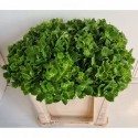 hortensia Rhapsody 50cm - Sunny Orchids