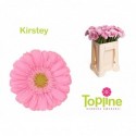 germini Kirstey - Topline Gerbera