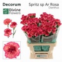 œillet gros SPR SP AR ROSA - Divine Flowers