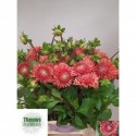 Dahlia cornel brons - Theuws Flowers