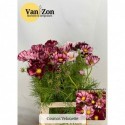 Cosmos Velouette 65 - v.Zon...