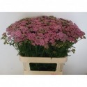Achillea cindy 80 - Mts Kwinten