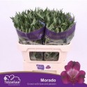 ALSTR MORADO - H.M. Tesselaar