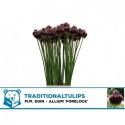 Allium 'Forelock' - MM Duin TraditionalTulips