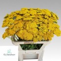 Achillea parker - G.L.Verschoor