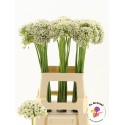 Allium Nigrum 70 - Fa de Graaf