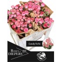 R branchue Candy rose JoJo 50cm - Diepers...