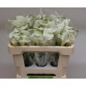 calla Crystal Blush blanc 50cm - van Schie...