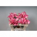 calla CAPT ROMANCE - KALLALAND