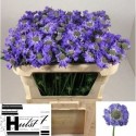 SCABIOSA Staefa - H.C.M. van der Hulst