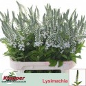 Lysimachia Moonlight 70 - Fa. Klepper