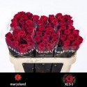 R GR RED NAOMI! - Marjoland XL