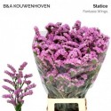 statice fantasia fuchsia Wings - B & A...