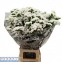 statice Frost Wings - Fers Flowers
