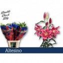 lilium ALTESINO - Double Check Lily
