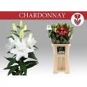 lilium DU CHARDONNAY - Kwekerij A en L Duin