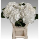 hortensia blanc Verena 60cm - Sunny Orchids