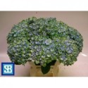 hortensia M MAG REVOL XXL -...