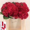 hortensia. Mon Amour rouge L5 - H.S....