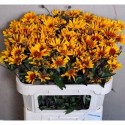 Heliopsis sparkling contrast - Mts Kwinten