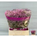 GYPS my pink - Hazal BV