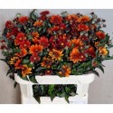 Heliopsis Red shades - Mts Kwinten
