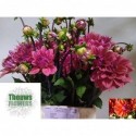 Dahlia American Dawn - Theuws Flowers