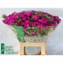 Dianthus barbatus 'Amazon Neon Purple' -...