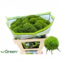 DIANTHUS Kiwi Mellow - eGreen BV